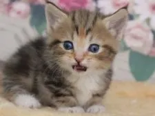 マンチカン×ノルウェージャンフォレストキャット【埼玉県・女の子・2017年4月29日・キャリコ】の写真4