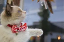 ラグドール【埼玉県・女の子・2016年11月15日・シールポイントバイカラー】の写真4
