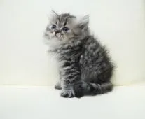 ペルシャ(チンチラ)【埼玉県・女の子・2020年7月20日・ゴールデン】の写真4