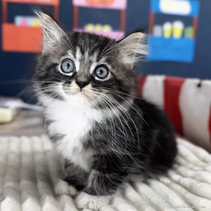 ID：2508-01492の子猫