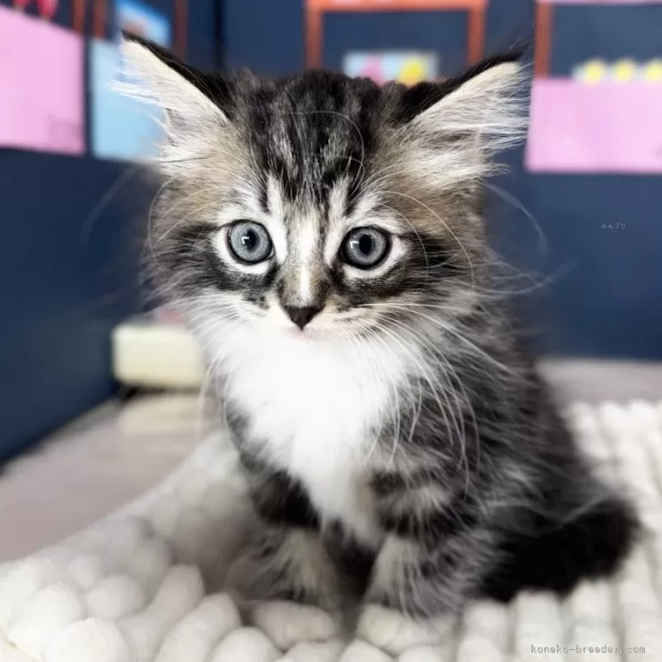 ID：2508-01493の子猫