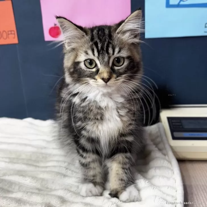 ID：2506-02718の子猫