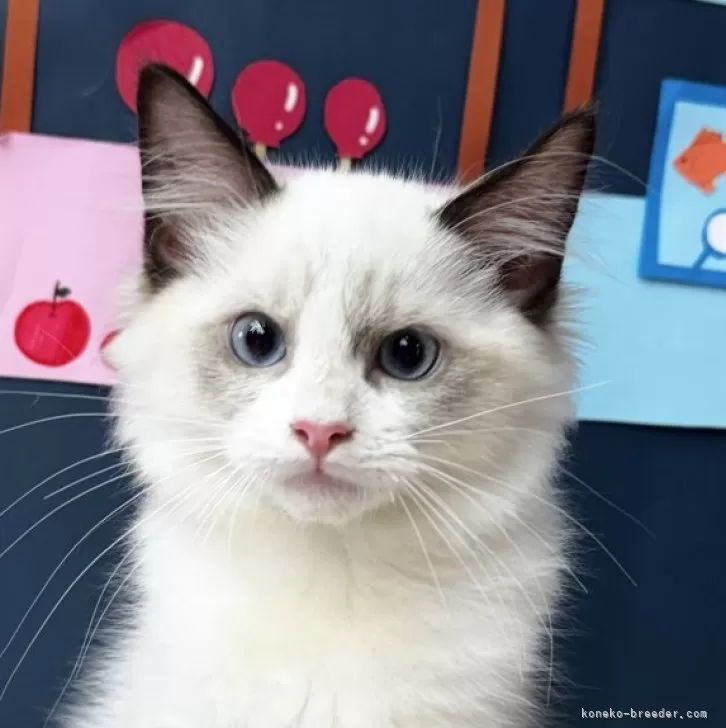 ID:2509-00040の子猫