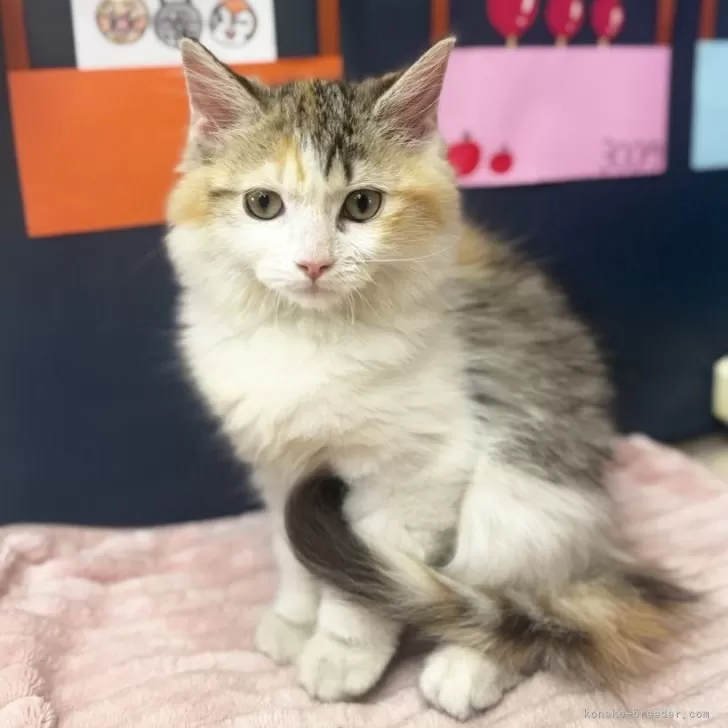 なつ 様のお迎えした子猫