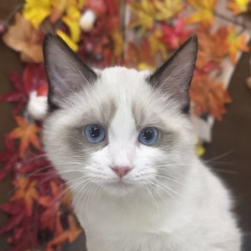 ラグドール【埼玉県・男の子・2025年8月10日・シールポイントバイカラー】の写真「イケメンで性格の良い男の子」