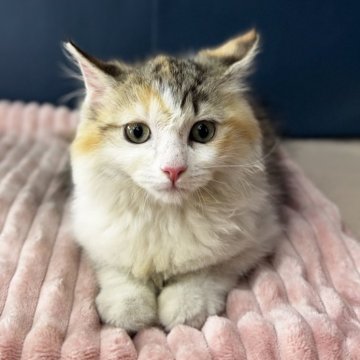 ラグドール×サイベリアン【埼玉県・女の子・2025年5月8日・ダイリュートキャリコ】の写真「可愛い女の子」