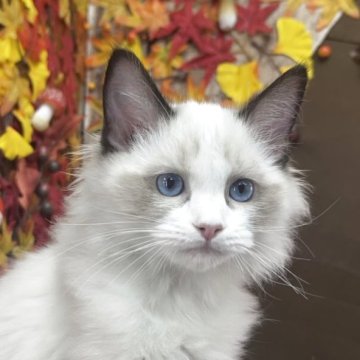 ラグドール【埼玉県・女の子・2025年8月10日・シールポイントバイカラー】の写真「ブルーの瞳がキレイな可愛い女の子」