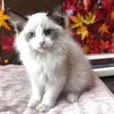 ラグドール【埼玉県・女の子・2025年8月25日・シールポイントバイカラー】の写真7