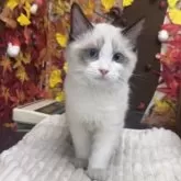 ラグドール【埼玉県・男の子・2025年8月10日・シールポイントバイカラー】の写真3