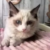 ラグドール【埼玉県・女の子・2025年8月25日・シールポイントバイカラー】の写真4