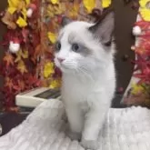 ラグドール【埼玉県・男の子・2025年8月10日・シールポイントバイカラー】の写真4