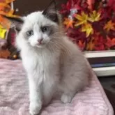 ラグドール【埼玉県・女の子・2025年8月25日・シールポイントバイカラー】の写真4