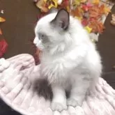 ラグドール【埼玉県・女の子・2025年8月10日・シールポイントバイカラー】の写真8