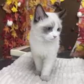 ラグドール【埼玉県・男の子・2025年8月10日・シールポイントバイカラー】の写真9