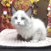 ラグドール【埼玉県・女の子・2025年8月10日・シールポイントバイカラー】の写真9