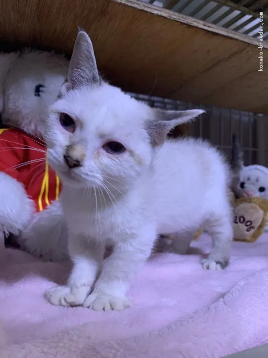 ID：1910-00295の子猫