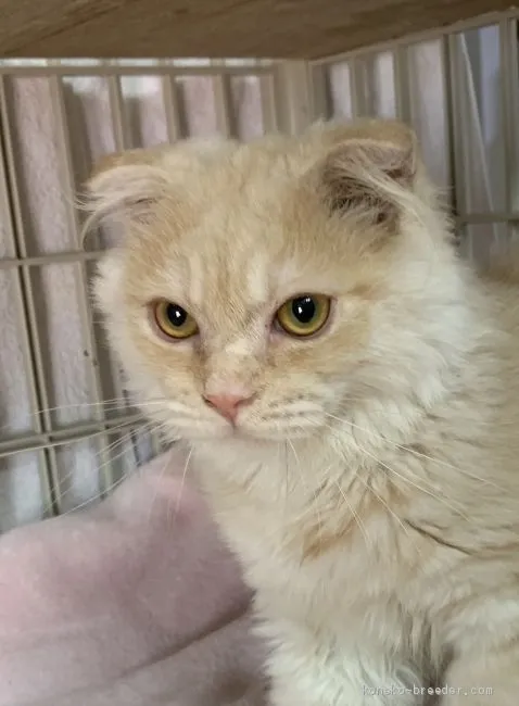 ID:1901-01176の子猫