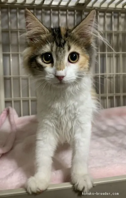 ID:2011-01207の子猫