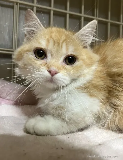 くどう 様のお迎えした子猫