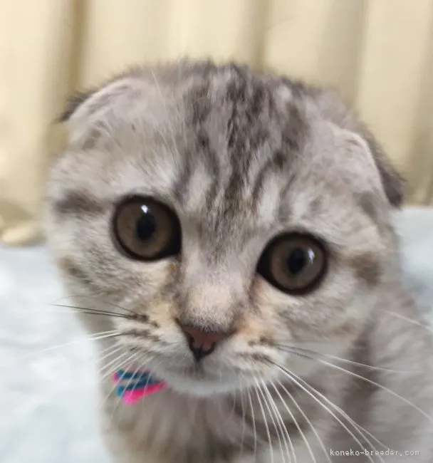 ここ 様のお迎えした子猫