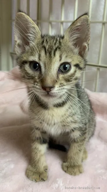 ID:1905-00368の子猫