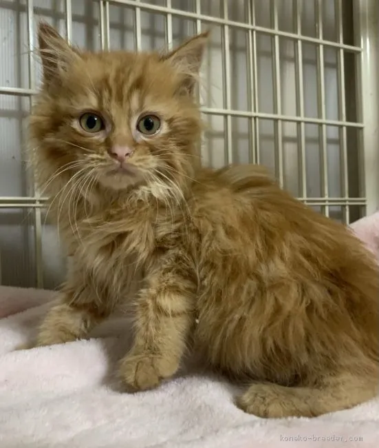 ID:2101-00775の子猫