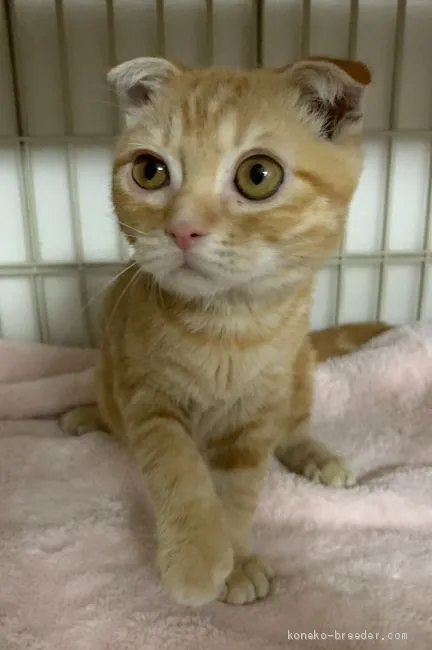 ID:1904-01199の子猫