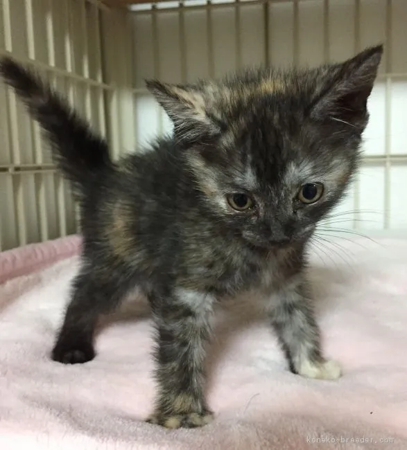 ID:1808-00616の子猫