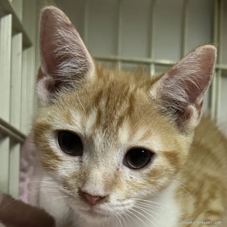 ID:2306-02089の子猫