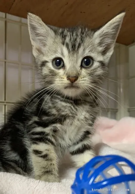 ID:1903-00443の子猫