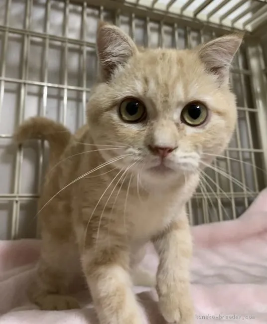 m 様のお迎えした子猫