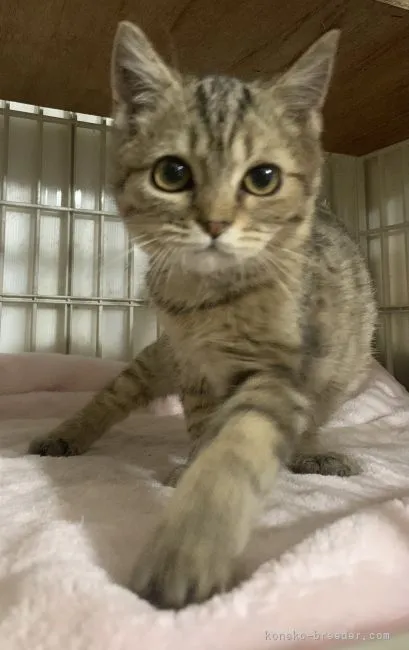 M.H 様のお迎えした子猫