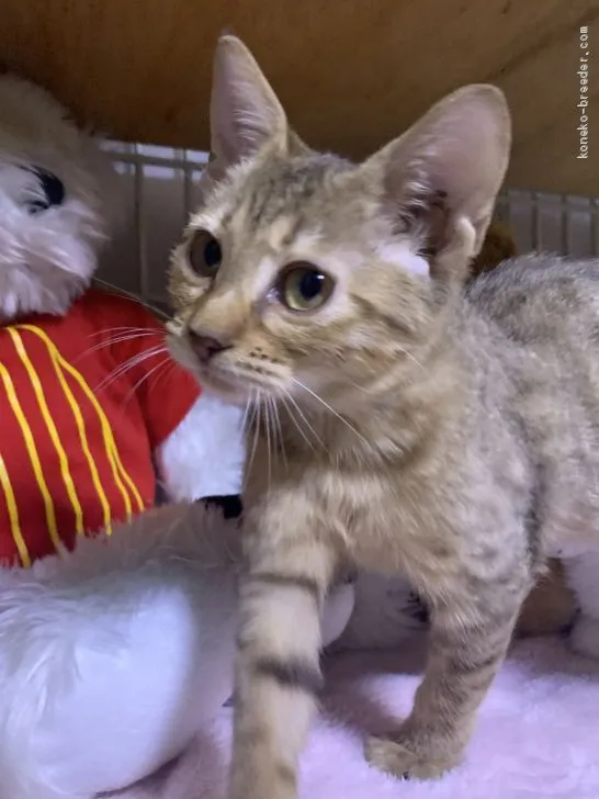 ID:1910-01280の子猫