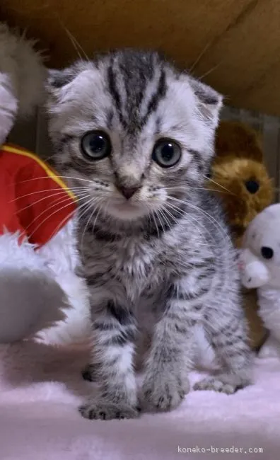 ID:1912-00804の子猫