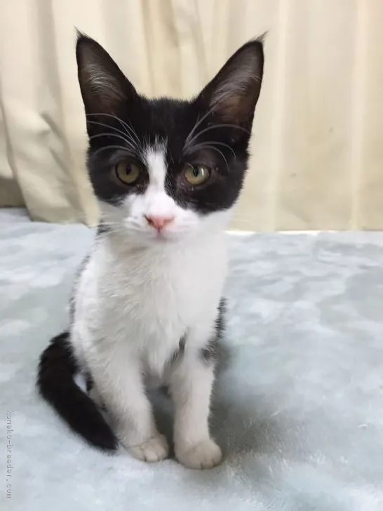 ID：1802-01034の子猫