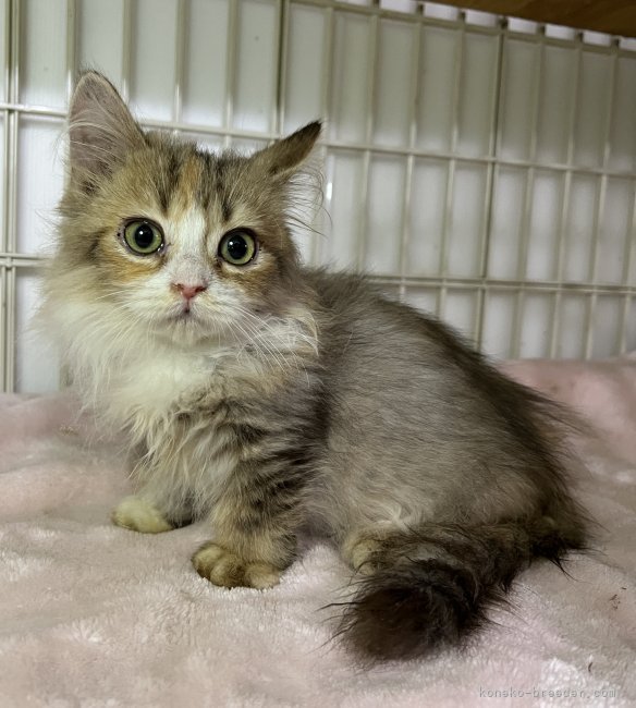 ミヌエット【・女の子・2022年8月17日・ブラウンタビー&amp;ホワイト】