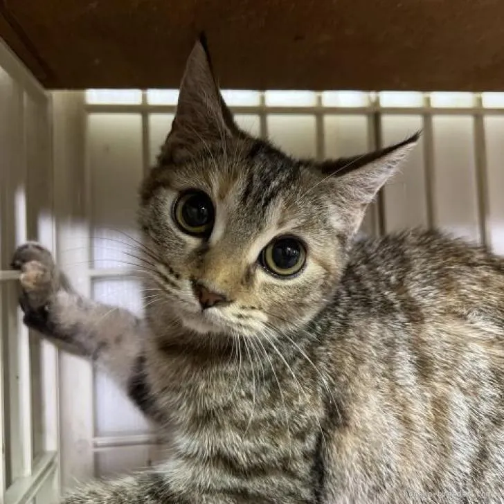 ID：2207-01927の子猫