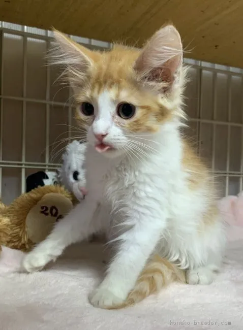 ID:1909-00867の子猫
