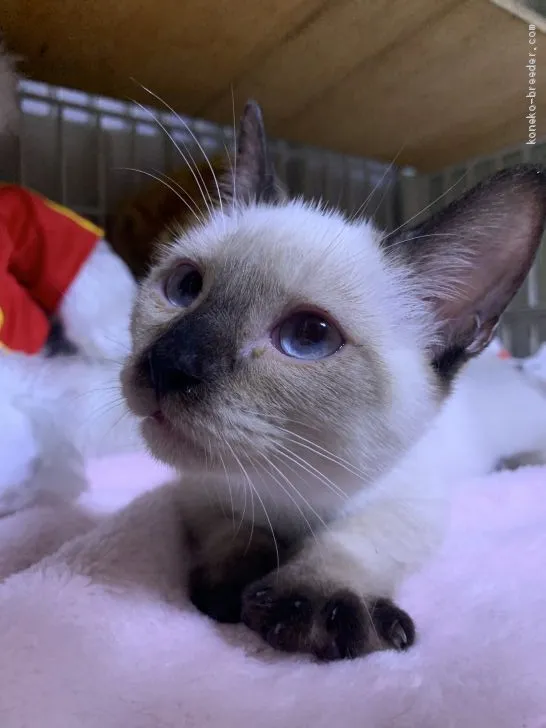 ID：1910-00294の子猫