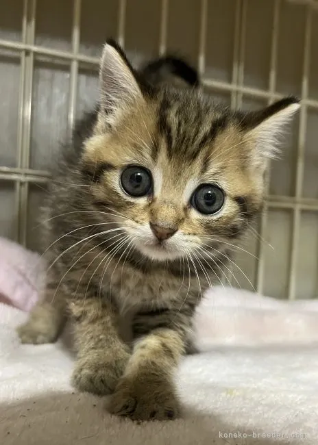 まりこ 様のお迎えした子猫