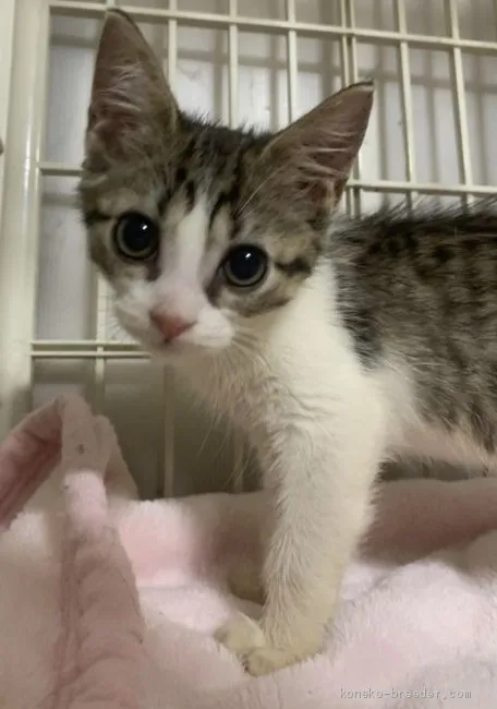 moco 様のお迎えした子猫