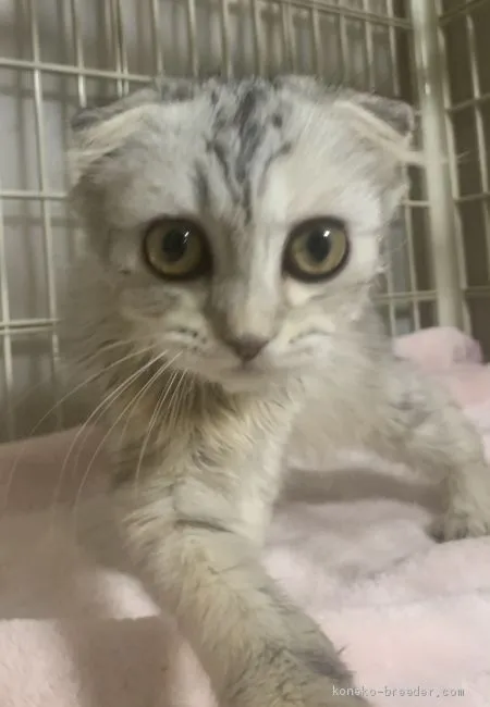 ID:2102-01704の子猫