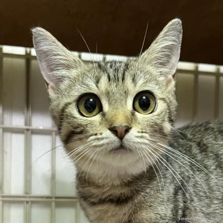 S.O 様のお迎えした子猫