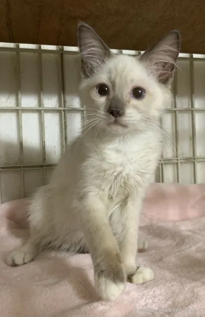 ID:2107-01830の子猫