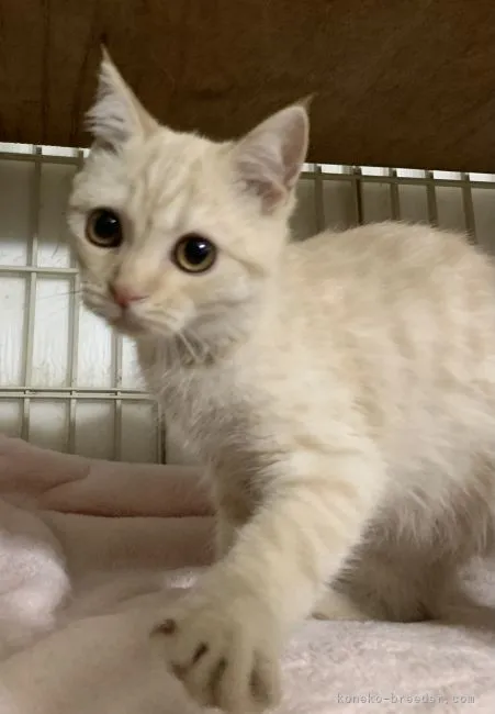 ID：2106-00074の子猫