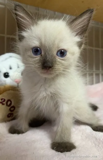 あべりんこ 様のお迎えした子猫