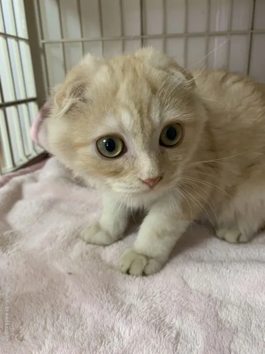 ID：1902-01343の子猫