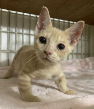 マンチカン(短足)【東京都・男の子・2021年5月26日・レッドタビー】の写真「可愛い男の子です。」