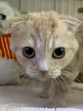 スコティッシュフォールド(折れ耳)【東京都・男の子・2019年10月1日・クリームタビー】の写真「可愛い男の子です。」