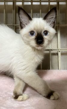 ラグドール【東京都・男の子・2021年9月15日・シールポイントミテッド】の写真「可愛くて綺麗な男の子です。」